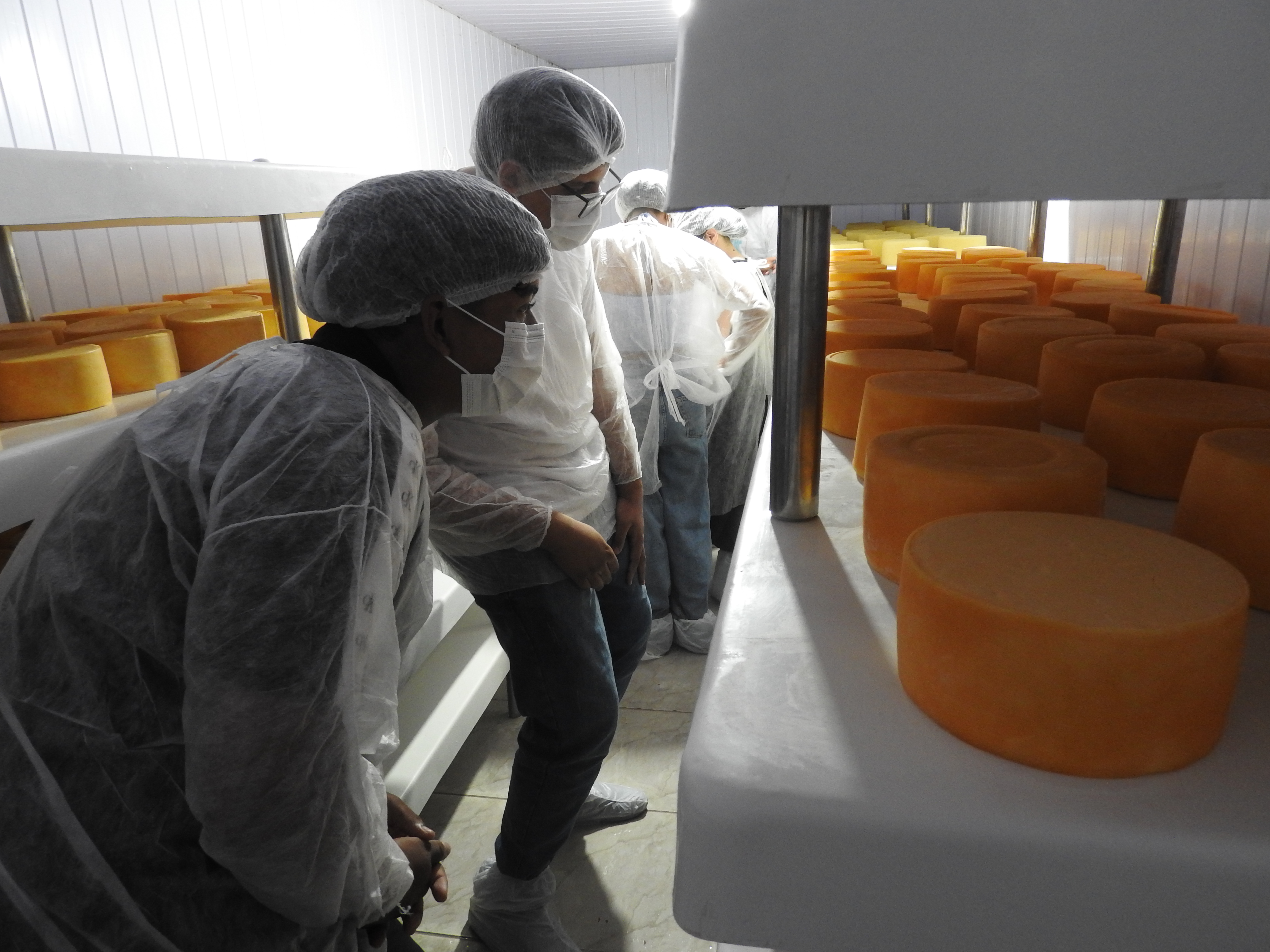 Estudantes conhecendo o processo de produção do queijo meia-cura